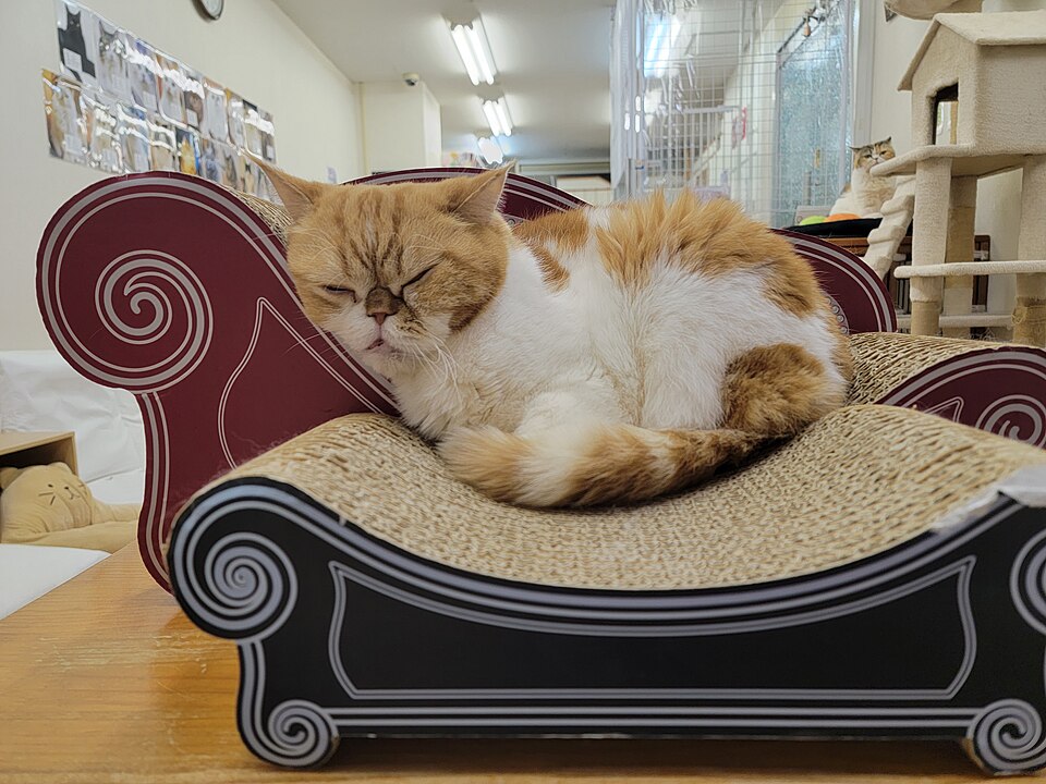 Cat sleeping on a sofa